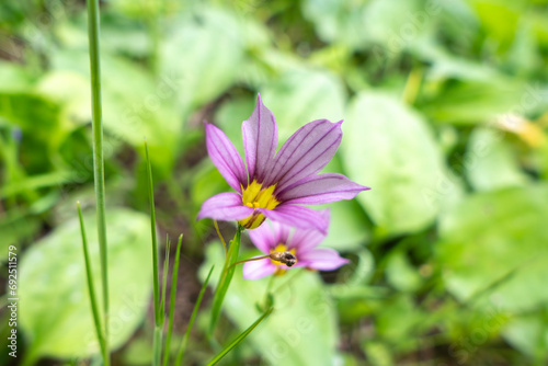 小さくてもシャープな姿が美しいニワゼキショウの花