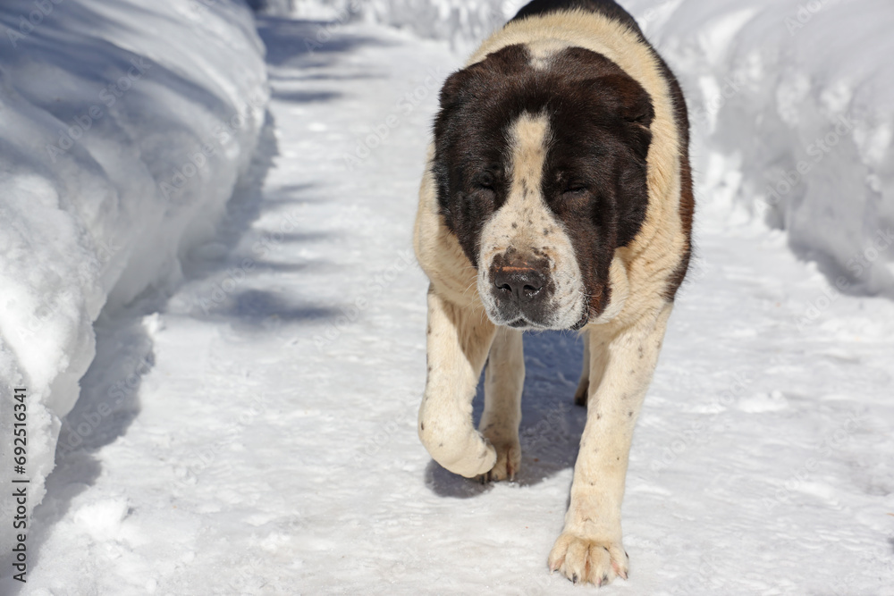 Big asian shepherd dog walking on snow path in winter time, close-up shot