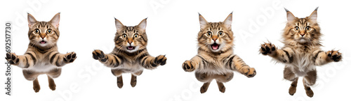 Set of Flying or Jumping Cat, Illustrations from Side and Front Aspects, Isolated on Transparent Background, PNG photo