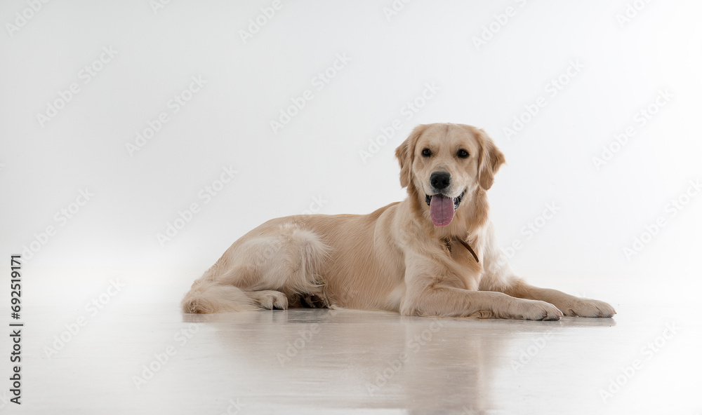 labrador dog on a white background. isolated labrador dog on a white background. isolated