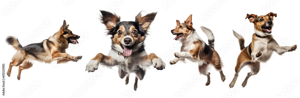 Set of Flying or Jumping Dogs: Observing the Elevation from Both Sides and the Front, Isolated on Transparent Background, PNG