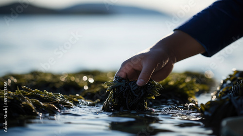 Close-up of hands collecting seaweed, with a clear blue ocean horizon in the background