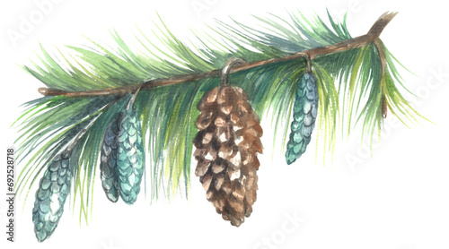 Eastern white pine Pinus strobus. Watercolor hand drawing painted illustration. photo