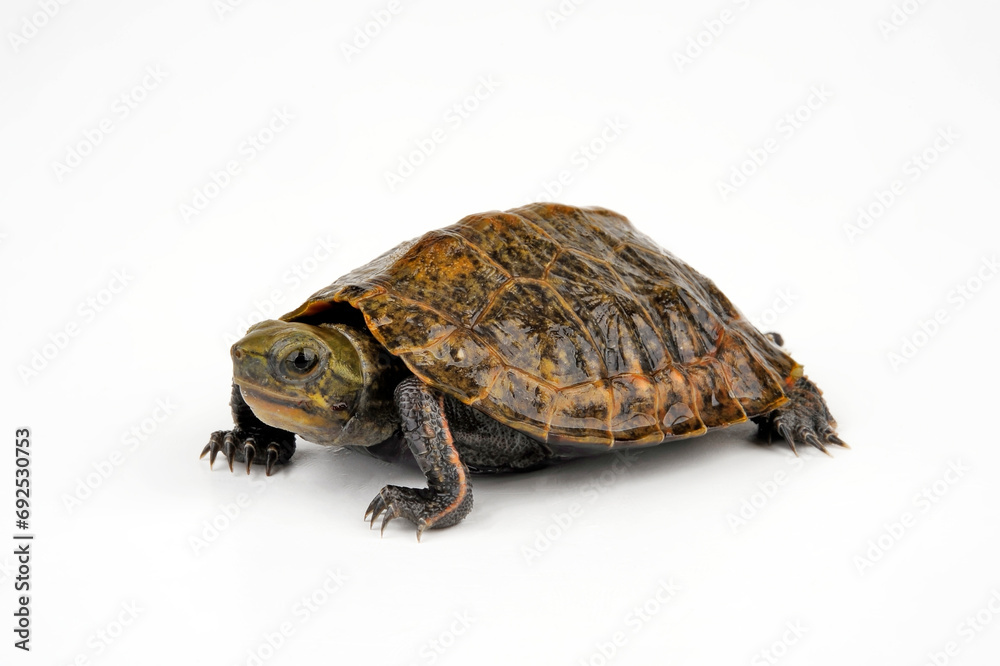 Chinesische Rothalsschildkröte // Red-necked pond turtle (Mauremys ...