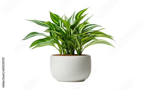 House Greenery Indoor Plant View on a White or Clear Surface PNG Transparent Background