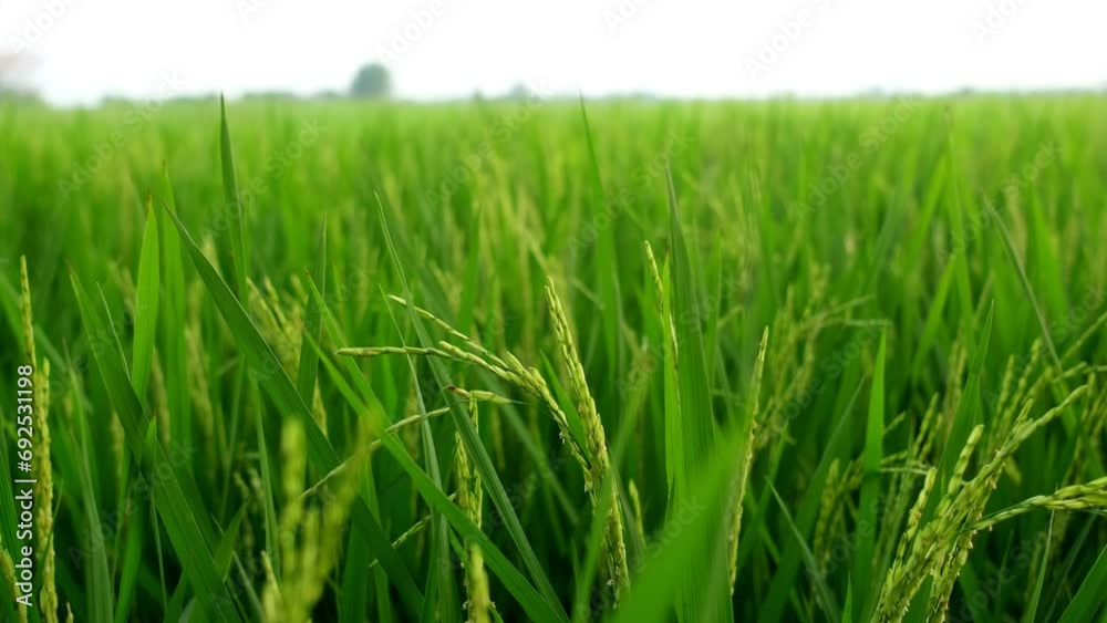 The green rice fields in the fields are swaying in the wind.