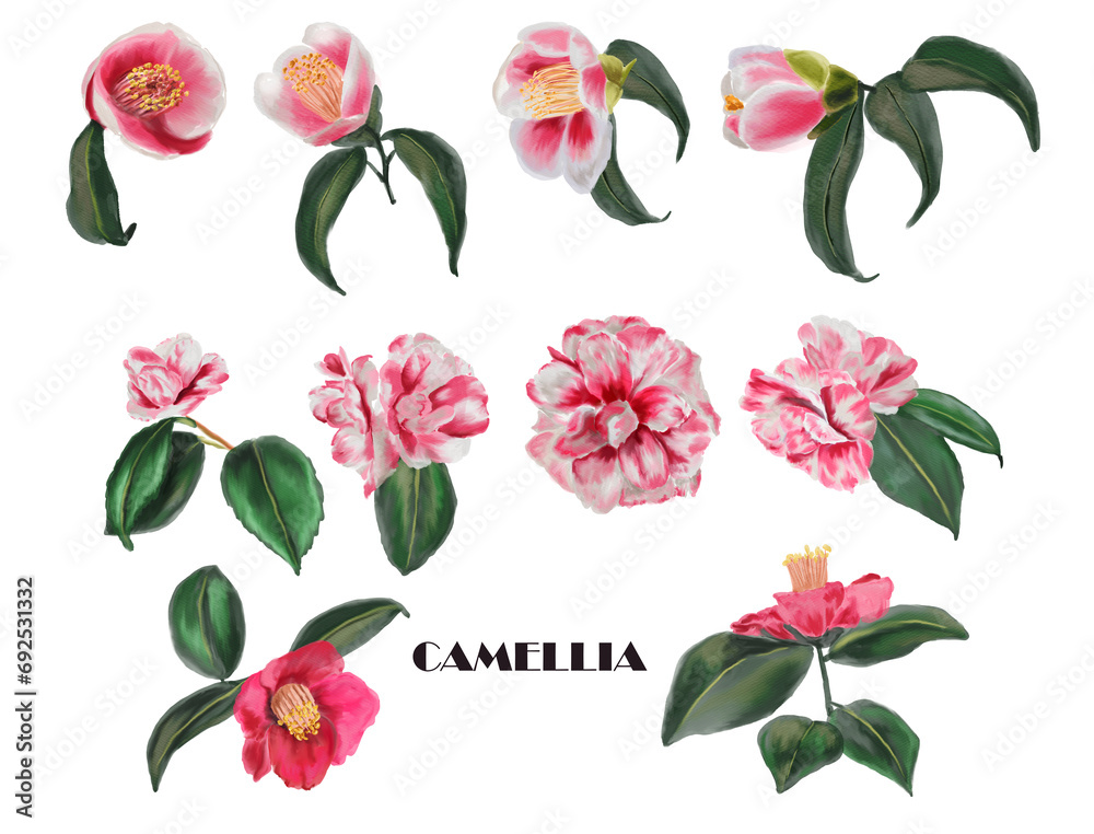 Big set of watercolor botanical floral illustrations - camellia branches with pink buds and green leaves. Collection of Hand-drawn elements on a white background.