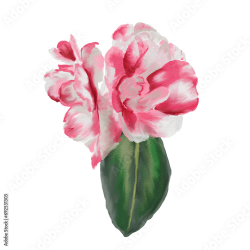 Pink camellia flower isolated on white background Camellia japonica. For use on Valentine's Day cards, love letters or wedding cards