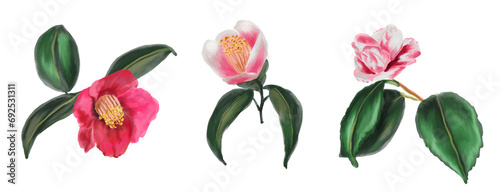 Set of 3 Watercolor botanical branches with red and rose camellia flowers and leaves on a white background. For use on Valentine's Day cards, love letters, weddings, and design projects.