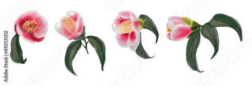 Set of 4 Watercolor botanical branches with rose camellia flowers and leaves on a white background. For use on Valentine's Day cards, love letters, weddings, and design projects.