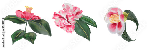 Collection of Watercolor botanical branches with red camellia flowers and leaves highlighted on a white background. For use on Valentine's Day cards, love letters, weddings, and design projects.