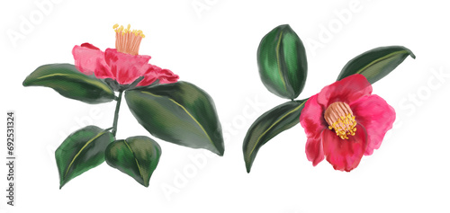 Set of Watercolor botanical branches with red camellia flowers and leaves highlighted on a white background. For use on Valentine's Day cards, love letters, weddings, and design projects.