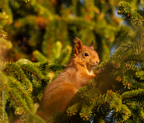 portrait d'une petite merveille d'écureuil sous une lumière douce qui embélie celui-ci © Fred51
