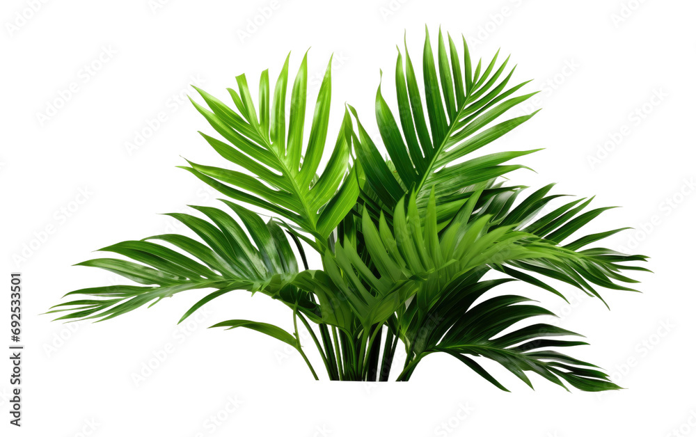 Roam Explore Conquer Seek Adventure on a White or Clear Surface PNG Transparent Background Roam Explore Conquer Seek Adventure on a White or Clear Surface PNG Transparent Background