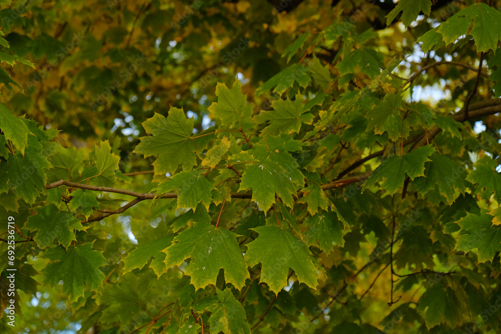 Yellow and green maple leaves. Autumn colors bright yellow leaves of maple tree. Bright colors of autumn. Change of seasons, changing color in Autumn. Nature pattern