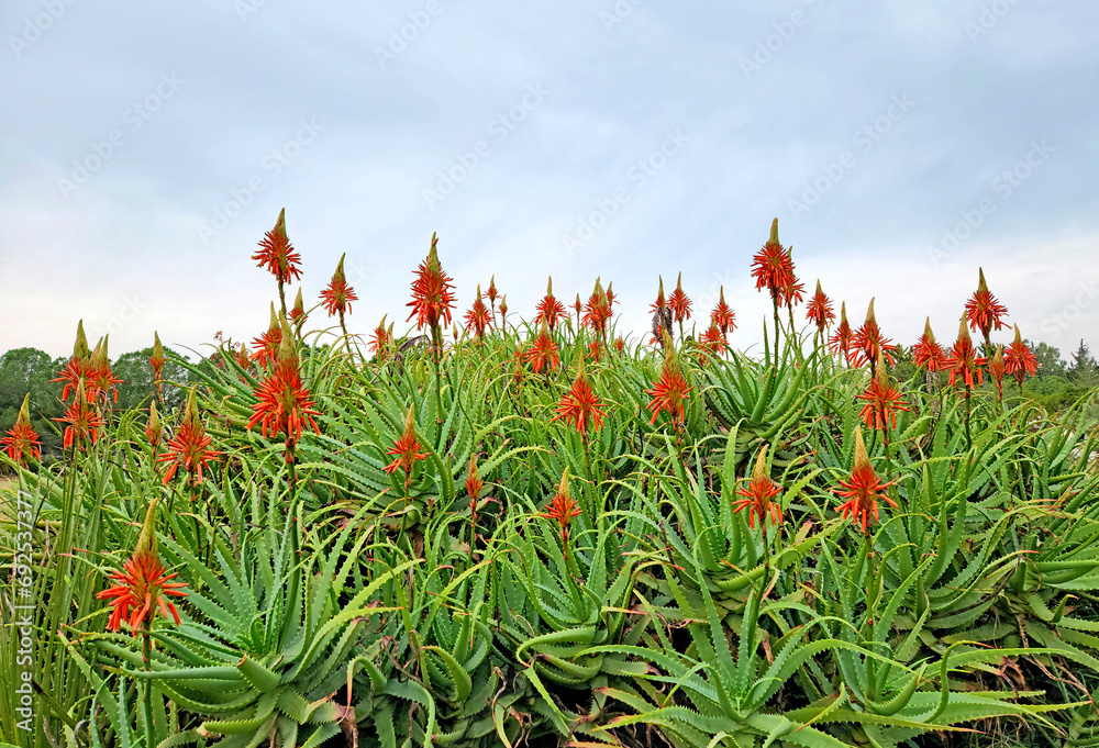 Blooming krantz aloe or candelabra aloe (Aloe arborescens), is a
