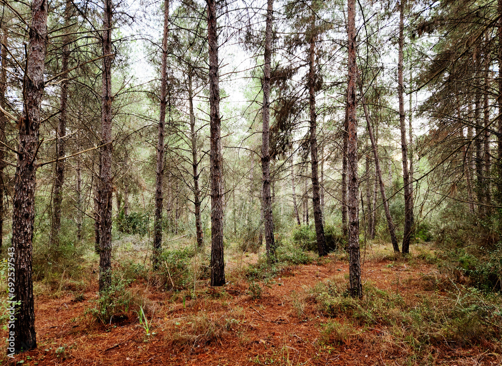 Partial view of a typical Turkish pine (Pinus bruita) forest in a rainy December day