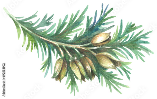 Incense-cedars Calocedrus. Watercolor hand drawing painted illustration. photo