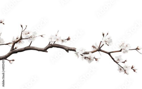Tree and Flower Elegance Natures Palette on a White or Clear Surface PNG Transparent Background