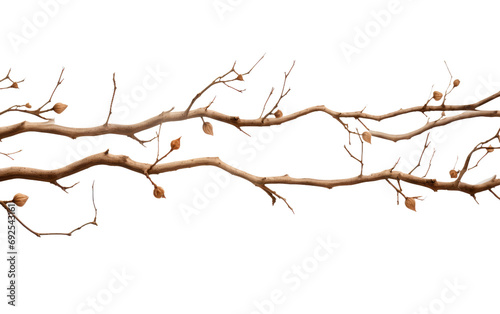 Branches in Autumn Crisp Echoes on a White or Clear Surface PNG Transparent Background