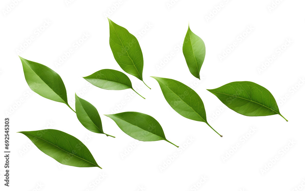 Sheared Foliage Cut Leaves Chronicle on a White or Clear Surface PNG Transparent Background