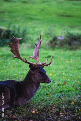 deer in the woods