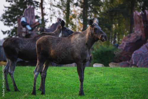 Two mooses staring in the distance