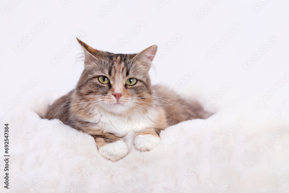 Beautiful Cat is resting in its bed at home. Animal care pets. Cat looking at the camera. Kitten rests on white fur. Cat on a white background. Kitten with big green eyes. Pet. Animal background. Beautiful Cat is resting in its bed at home. Animal care pets. Cat looking at the camera. Kitten rests on white fur. Cat on a white background. Kitten with big green eyes. Pet. Animal background.