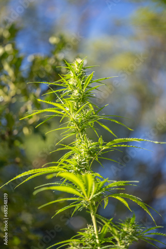 Fototapeta Naklejka Na Ścianę i Meble -  cannabis naturel