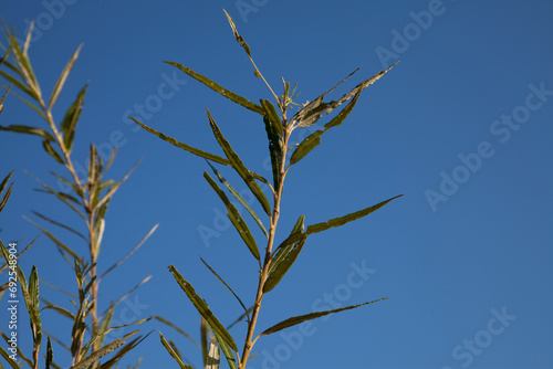 Weide - Salix Alba - Weidenzweige photo