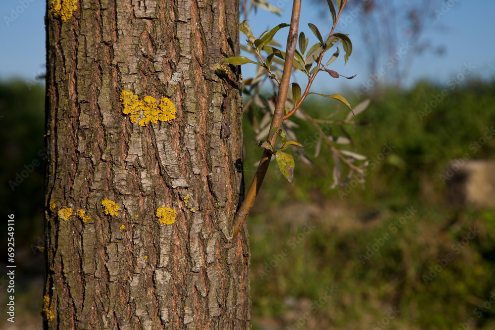 Weidenstamm - Salix Alba - Rinde der Weide Weidenstamm - Salix Alba - Rinde der Weide