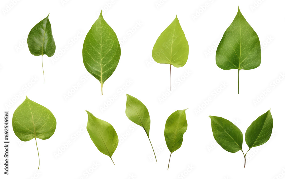 Fresh Leaf Assortment Natures Greenery on a White or Clear Surface PNG Transparent Background Fresh Leaf Assortment Natures Greenery on a White or Clear Surface PNG Transparent Background
