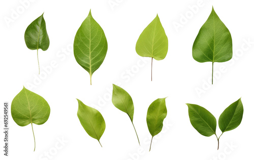 Fresh Leaf Assortment Natures Greenery on a White or Clear Surface PNG Transparent Background