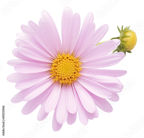 pink aster daisy isolated on white