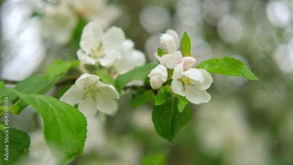 Blossoming spring branches with flowers Banner. Flowering fruit tree white flower. Apple, pear in the garden. High quality video for wallpaper, travel blog, magazine, Digital billboards. Bio eco ad
Blossoming spring branches with flowers Banner. Flowering fruit tree white flower. Apple, pear in the garden. High quality video for wallpaper, travel blog, magazine, Digital billboards. Bio eco ad