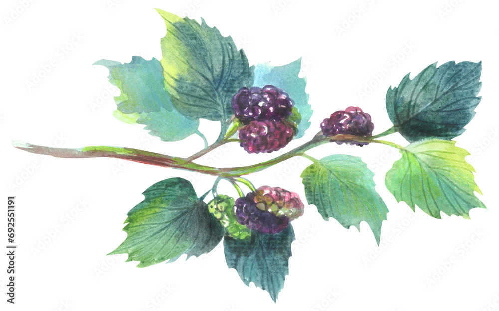 Red mulberry. Watercolor hand drawing painted illustration. Red mulberry. Watercolor hand drawing painted illustration.