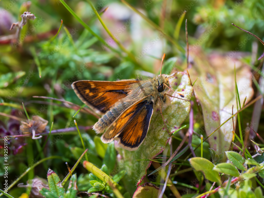 Silver-spotted Skipper in Grass Meadow Silver-spotted Skipper in Grass Meadow