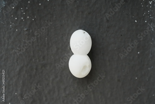 Achatina fulica s eggs