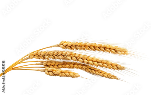 Golden Fields Abundant Wheat Spikelets on a White or Clear Surface PNG Transparent Background