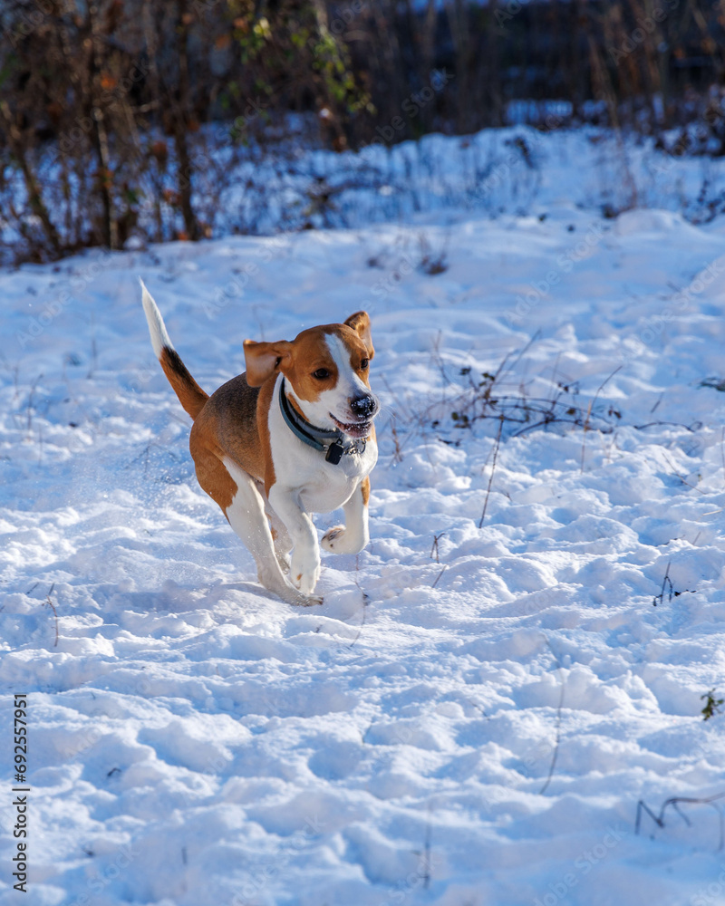 spacer z psami w zimę - obrazy, fototapety, plakaty 