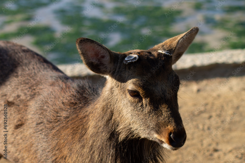 Ciervo japonés Cervus Nippon en parque de Nara, Osaka, Japón