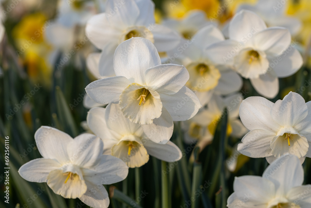 Close-up of white narcissus flowers (Narcissus poeticus) in spring garden Close-up of white narcissus flowers (Narcissus poeticus) in spring garden