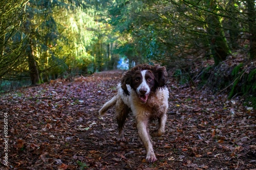 Photography English Springer Spaniel runs through the autumn forest during a walk