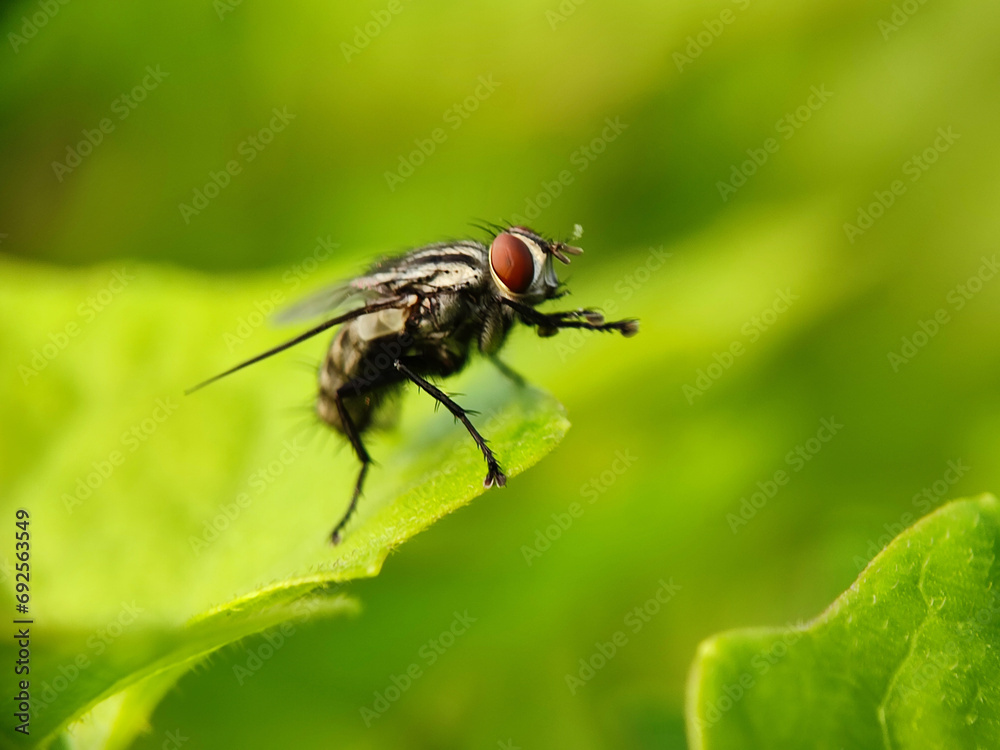 fly, insect, macro, nature, leaf, bug, animal, close-up, wing, closeup, pest, detail, housefly, eye, wildlife, small, garden, isolated, close, hairy, wings, close up, black, dirty, eyes fly, insect, macro, nature, leaf, bug, animal, close-up, wing, closeup, pest, detail, housefly, eye, wildlife, small, garden, isolated, close, hairy, wings, close up, black, dirty, eyes