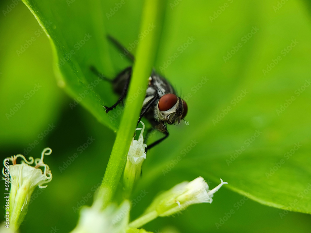 fly, insect, macro, nature, leaf, bug, animal, close-up, wing, closeup, pest, detail, housefly, eye, wildlife, small, garden, isolated, close, hairy, wings, close up, black, dirty, eyes fly, insect, macro, nature, leaf, bug, animal, close-up, wing, closeup, pest, detail, housefly, eye, wildlife, small, garden, isolated, close, hairy, wings, close up, black, dirty, eyes