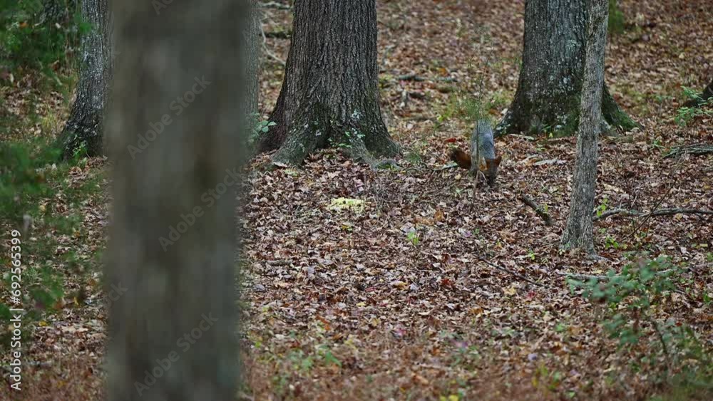 Beautiful gray fox foraging and finding food in the autumn woods of the North Carolina Piedmont in late afternoon. Beautiful gray fox foraging and finding food in the autumn woods of the North Carolina Piedmont in late afternoon.