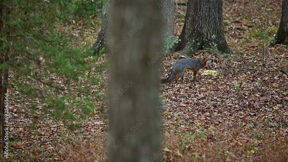 Beautiful gray fox finding food in the autumn woods of the North Carolina Piedmont in late afternoon near sunset. Beautiful gray fox finding food in the autumn woods of the North Carolina Piedmont in late afternoon near sunset.