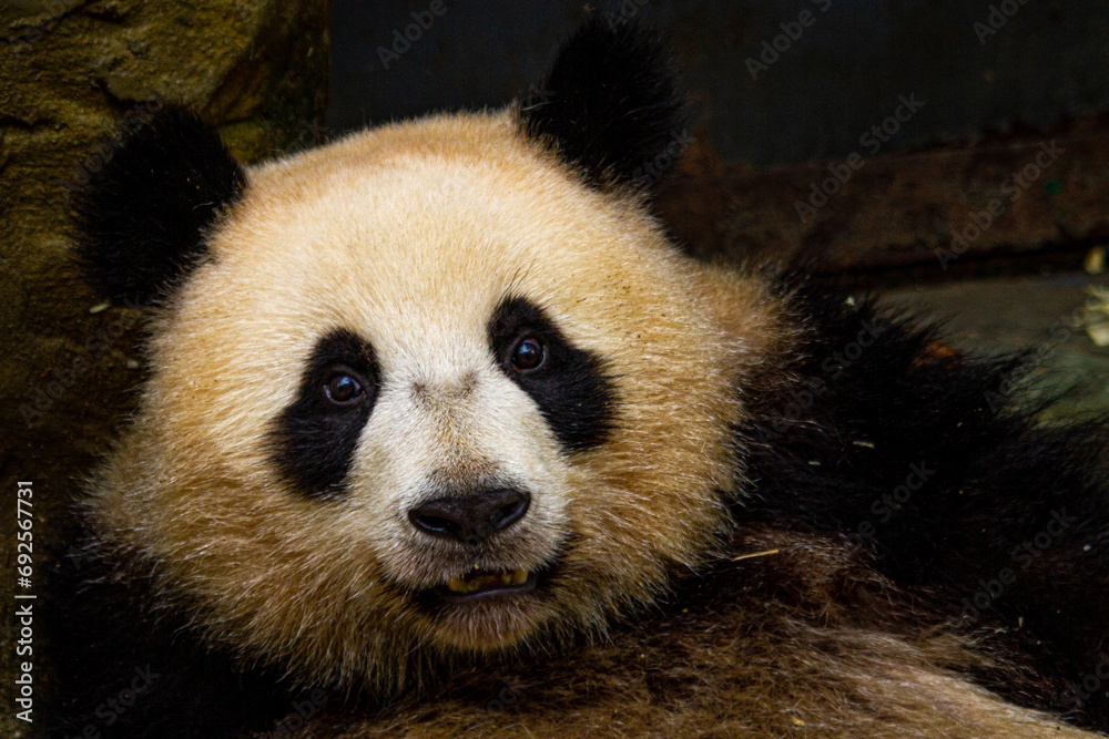 Obraz premium Giant panda bear