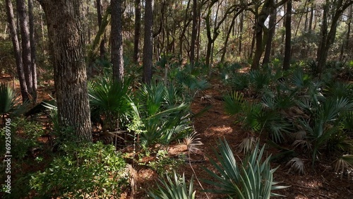 Dense natural forest woodlands with palm trees and live oaks in Francis Marion National Forest in South Carolina Low Country beside the intercoastal waterway