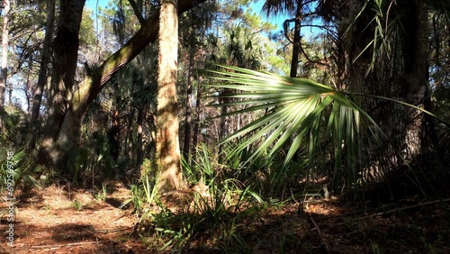 Dense natural forest woodlands with palm trees and live oaks in Francis Marion National Forest in South Carolina Low Country beside the intercoastal waterway